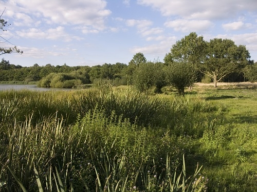 Epsom Common Great Pond and Grazing area