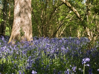 Bluebells in Horton Country Park