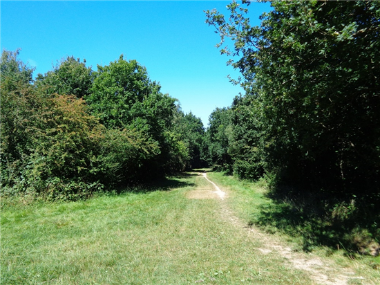 Walks_EpsomCommon