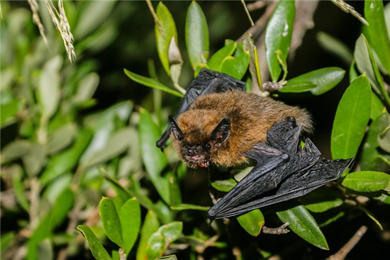 EpsomCommonBatWalk