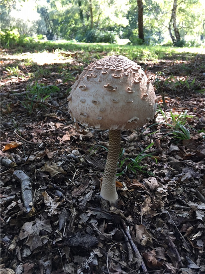 FungiEpsomCommon