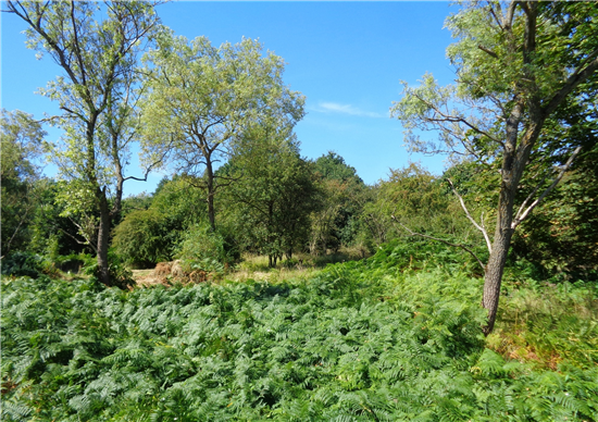 Epsom Common