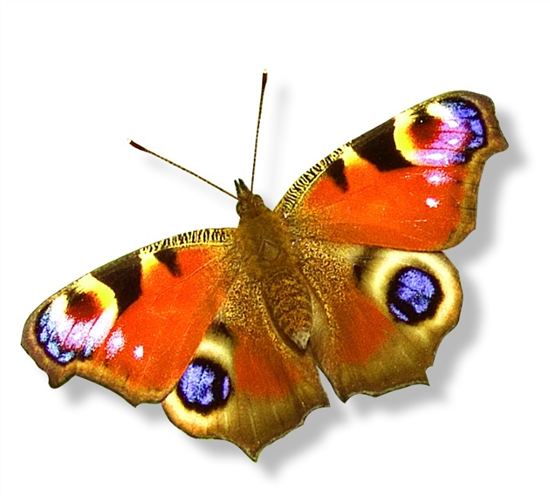 butterfly