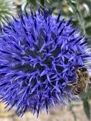 Image: A Thistle in my Garden