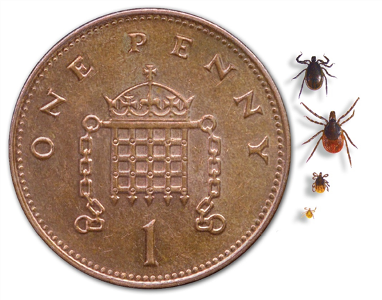 tick penny