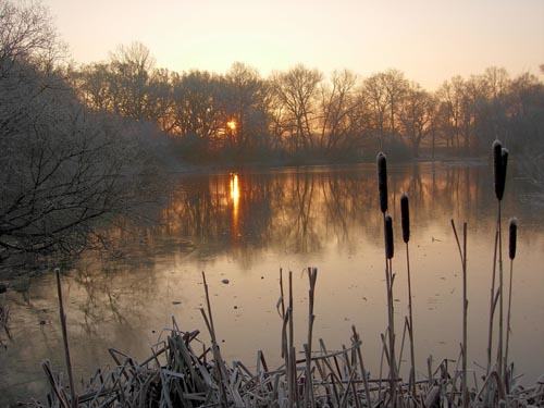 Stew Pond, Epsom Common