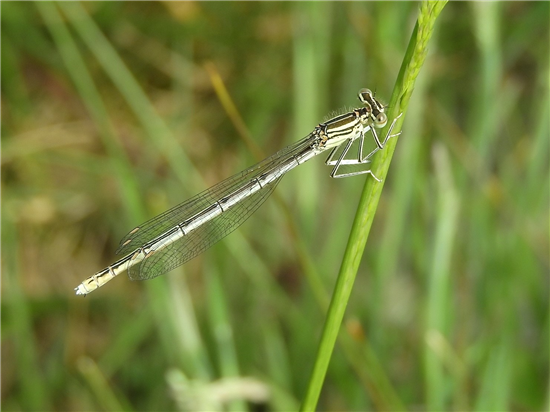 White legged damselfly