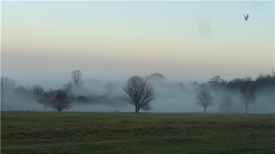 Image:Autumn fog on Epsom Downs 