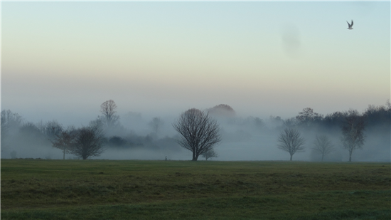 Image:Autumn fog on Epsom Downs