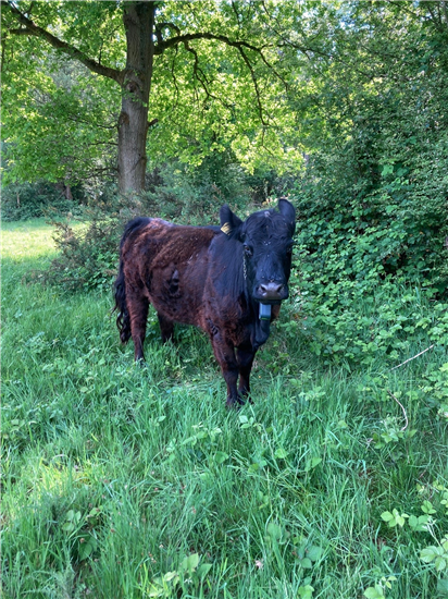 Galloway on Horton Heath grazed area on Epsom Common local nature reserve