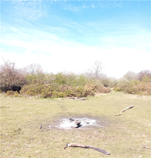 Bonfire_EpsomCommon