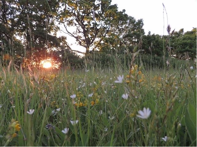 Image: A meadow in Horton Country Park