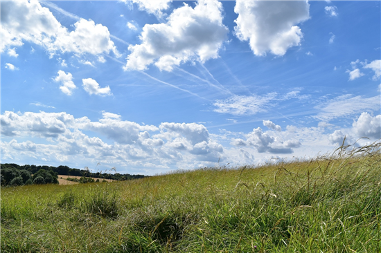 Image: Epsom Downs (Image Adam Young)