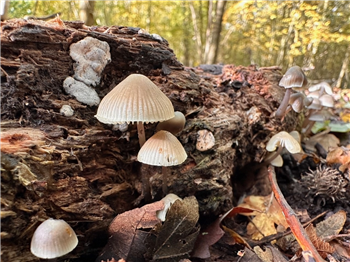 Mushrooms growing on a tree