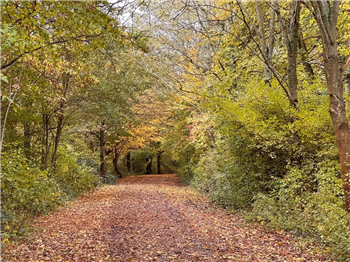 Trees in autumn 