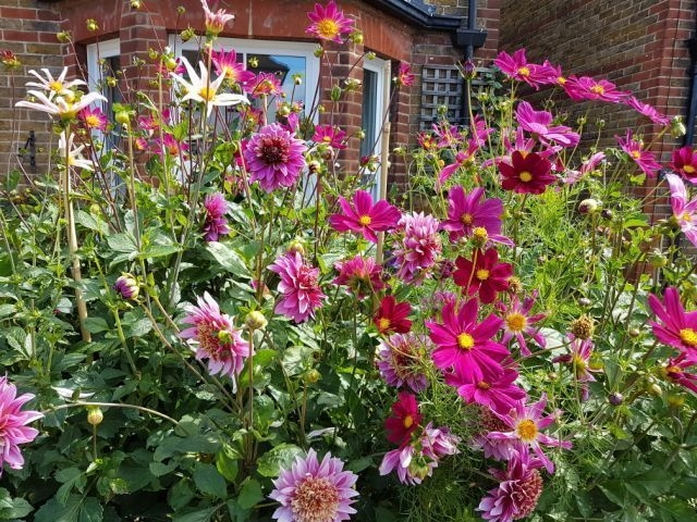 Image: Floriferous Front Garden